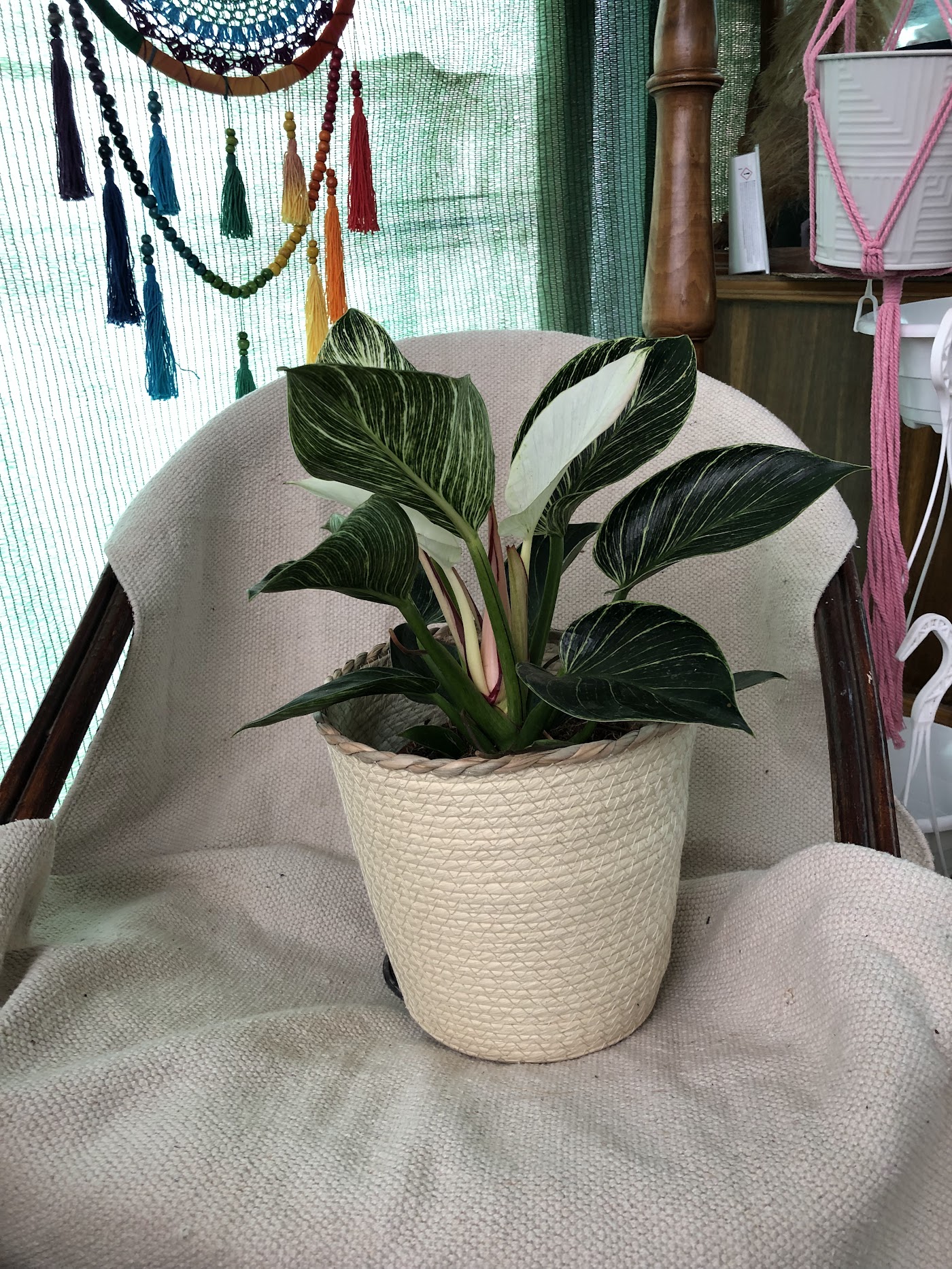 Planta de interior