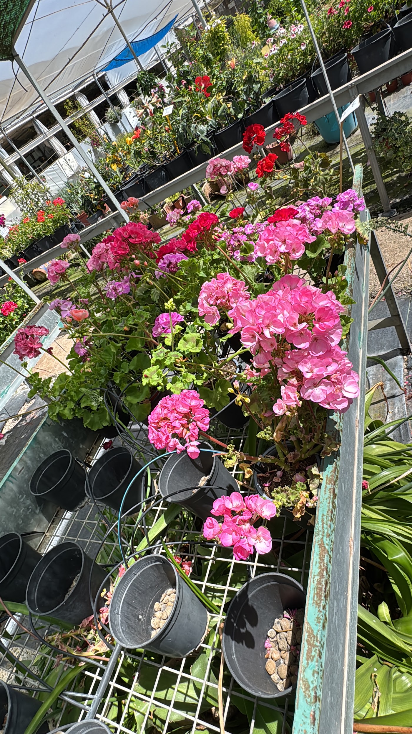 Flores
