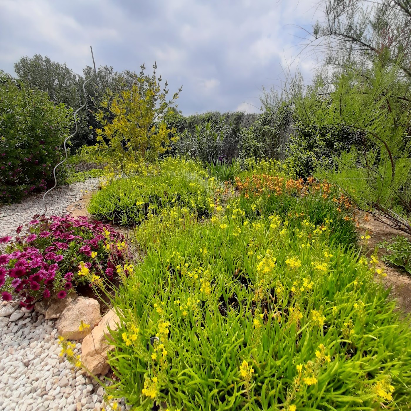 Plantas de exterior