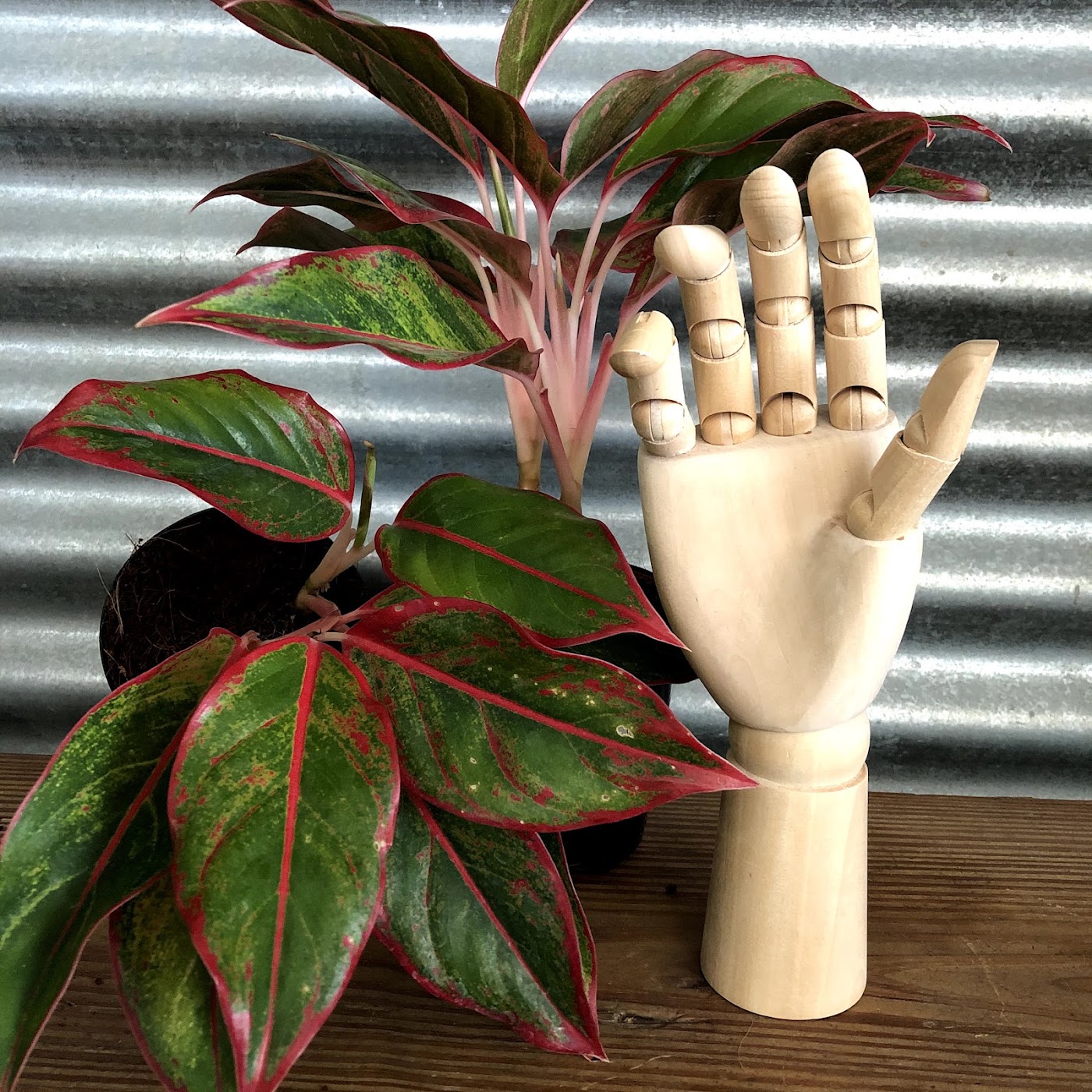 Plantas